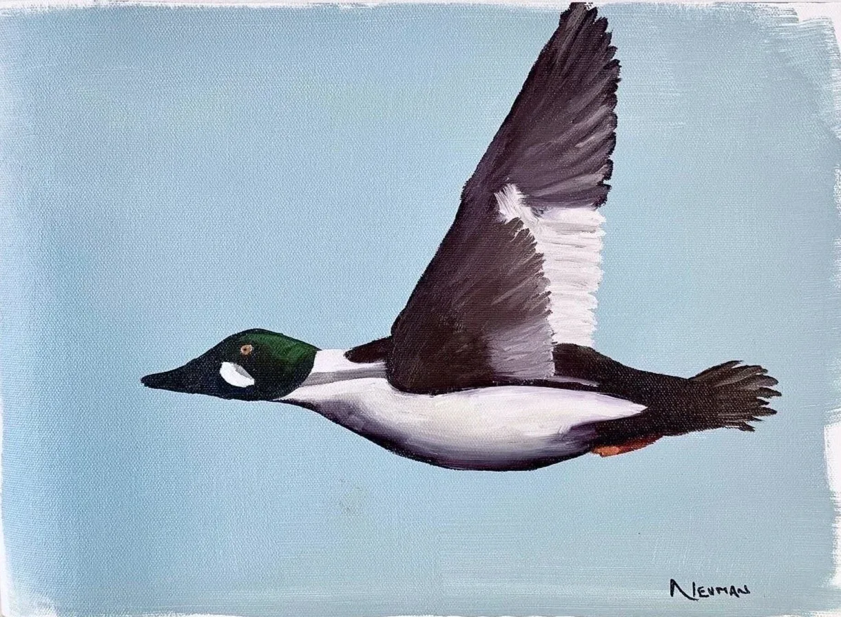 "Duck in Flight"